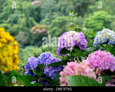 Wunderschöne Blume, Hortensie Blumen, Hortensie Macrophylla blüht im Garten. Lila, blau und rosa Farben der Hortensie mit grünen Blättern im Stockfoto