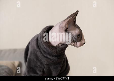 Porträt einer kanadischen Sphynx-Katze in warmer grauer Kleidung, Body, auf beigem Hintergrund. Kleidung für Haustiere. Stockfoto