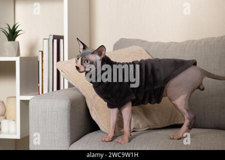 Kanadische Sphynx-Katze in Kleidung in grauem, warmem Body zu Hause. Stockfoto