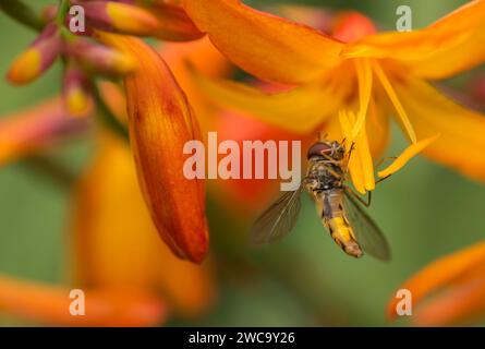 Hoverfly Episyrphus balteatus, Fütterung von Crocosmia Monbretia Blume in einem Garten, August Stockfoto