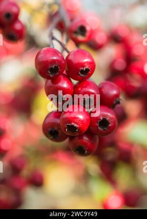 Weißdornbeeren Crategus monogyna, ein sonnendurchfluteter Haufen, Oktober Stockfoto