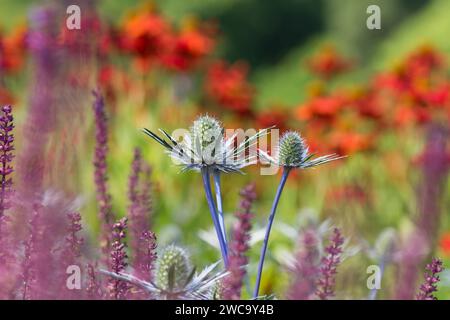 Eryngium Sea Holly, das Blau der Stiele und Blumen, eingerahmt von einer bunten Gartenkante Stockfoto