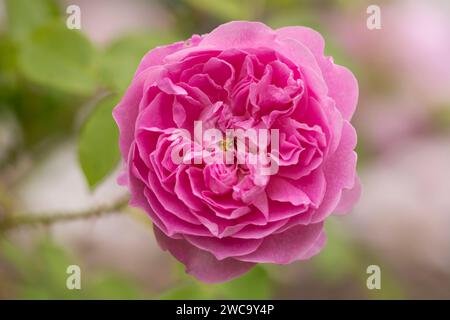 Rose, Rosa 'Harlow Carr', einzelner Blumenkopf einer rosafarbenen Rosenblüte mit gelben Stamen in der Mitte Stockfoto