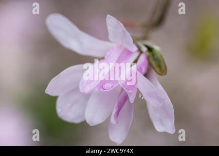 Magnolia X lobneri „Leonard Messel“ Nahaufnahme einer einzelnen pastellrosa Blume, bedeckt mit Regentropfen auf diesem wunderschönen Baum, April Stockfoto