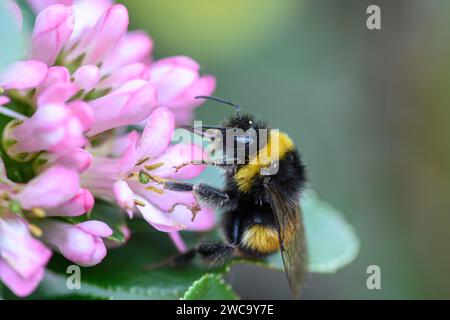 Hummel Bombus Terrestris, Hummel, die sich im Juli an blühenden Sträuchern in einem Garten ernährt Stockfoto
