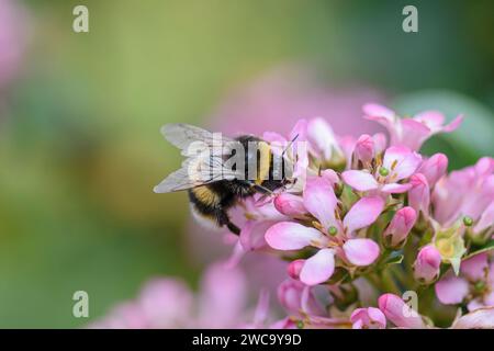 Hummel Bombus Terrestris, Hummel, die sich im Juli an blühenden Sträuchern in einem Garten ernährt Stockfoto