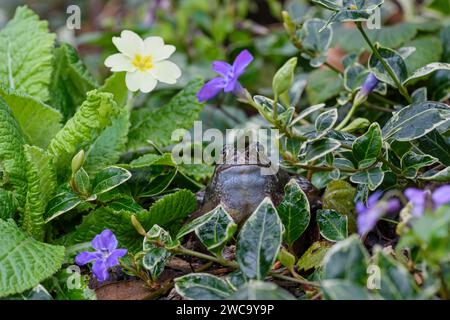 Europäischer gemeiner Frosch, männlich sitzend in der Gartengrenze neben Quaken der Frühlingsblumen, in der Nähe des Brutteichs in einem Garten, März Stockfoto