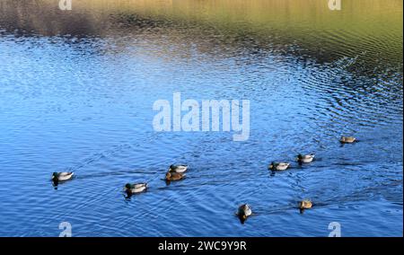 Männliche und weibliche Stockenten, lateinischer Name Anas platyrhynchos, schwimmend auf einem Reservoir Stockfoto