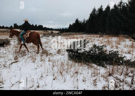 Cowboy reitet auf Pferden und zieht weihnachtsbäume in schneebedeckten Abenteuern Stockfoto