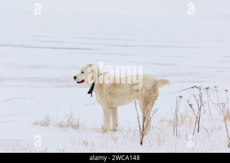 Ein weißer zentralasiatischer Schäferhund, der auf einer schneebedeckten Wiese steht. Georgia, Paravani Lake Stockfoto