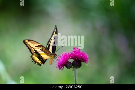 Monarch-Schmetterling Suche nach Nektar auf einer Blume Stockfoto