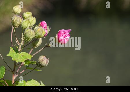 Schöne japanische Konföderierte Rosenblüten vor grünem Hintergrund Stockfoto