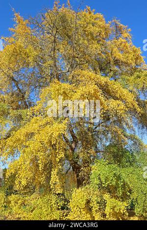 Herrlicher reifer, goldgelber Maidenhaarbaum (Ginkgo Biloba) vor blauem Himmel mit herbstlichen, fächerförmigen, zweilappigen Blättern. November, England Stockfoto