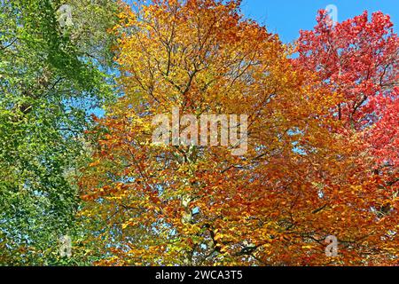 Drei farbenfrohe Herbstbäume: Scharlach (Quercus coccinea) Buche (Fagus Orientalis) und Limette (Tilia X europaea). November, Großbritannien Stockfoto