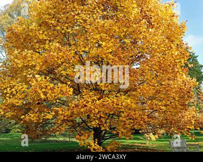 Im Herbst steht eine Parkbank im Schatten eines atemberaubenden, hell goldenen Tulpenbaums (Liriodendron tulipifera). Sonniger Novembertag, England Stockfoto