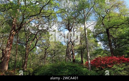 Silberbirken- und Eichenbäume überragen immergrüne Azaleen in der Isabella Plantation, einem Waldgarten in der Nähe von London im Frühsommer Stockfoto