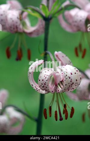 Nahaufnahme von Martagon Lily's einzigartigen nach unten gerichteten exquisiten kleinen Blumen mit wiederkehrenden Blütenblättern in blassrosa gesprenkelt. Englischer Waldgarten, Juni Stockfoto