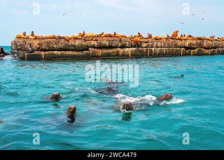 Die Kolonie der Steller Seelöwen. Gruppe von nördlichen Seelöwen auf dem Wellenbrecher im Meer. Nevelsk Stadt, Sachalin Insel, Russland Stockfoto