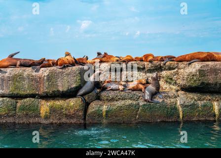 Die Kolonie der Steller Seelöwen. Gruppe von nördlichen Seelöwen auf dem Wellenbrecher im Meer. Nevelsk Stadt, Sachalin Insel, Russland Stockfoto