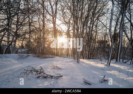 Wetter UK Aberdeen, Schottland, UK. Januar 2024. Heavy Snow Fall in CULTS Woods, Aberdeen Scotland Credit Paul Glendell Credit: Paul Glendell/Alamy Live News Stockfoto