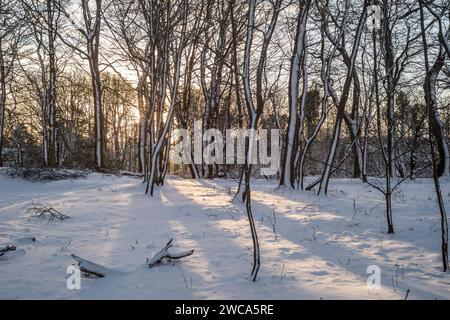 Wetter UK Aberdeen, Schottland, UK. Januar 2024. Heavy Snow Fall in CULTS Woods, Aberdeen Scotland Credit Paul Glendell Credit: Paul Glendell/Alamy Live News Stockfoto