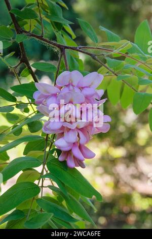 Akazienblüten wachsen an der Küste. Sommerlandschaften auf Reisen. Violett blühende Blüten. Stockfoto