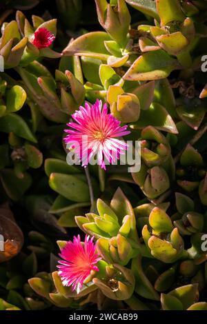 Mesembryanthemum cordifolium, Herzblatt-Eispflanze Stockfoto