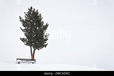 Die zwei Kiefern stehen neben einer Holzbank, umgeben von einer unberührten weißen Schneelandschaft Stockfoto