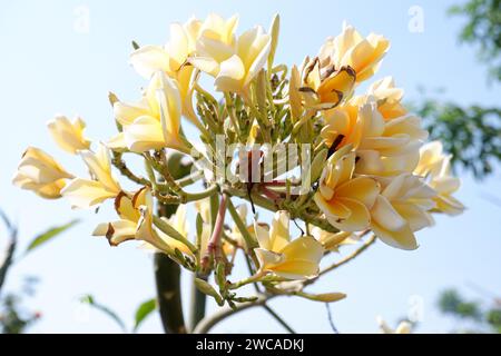 Weiße und gelbe Frangipani-Blüten Stockfoto