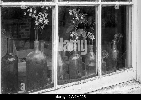 Stillleben, das alte Flaschen als Vasen hinter einem alten Fenster zeigt Stockfoto