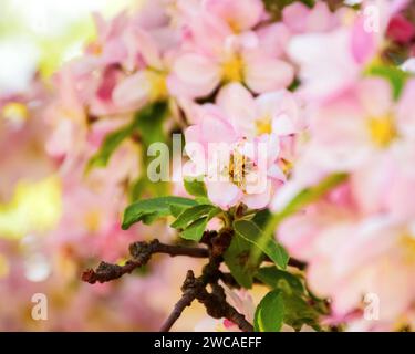 Hintergrund der rosa Apfelblüte. Dekorativer Baum im Morgenlicht. Hintergrundbild für die Frühlingssaison Stockfoto