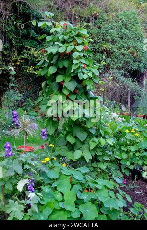 Vertikale Ansicht der Kletterbohnen mit roten Blüten, die in einem kleinen Gemüsegarten auf dem Land in Wales wachsen, Großbritannien KATHY DEWITT Stockfoto