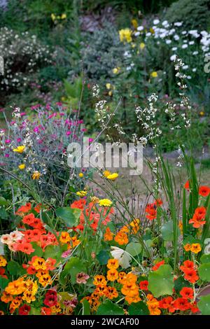 Vertikale Ansicht der orangefarbenen und roten Kapuzinerkresse, mit gaura, rosa Lychnis, blühend in einem kleinen Garten und Felsbrocken in Wales, Großbritannien KATHY DEWITT Stockfoto