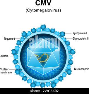 Cytomegalievirus. CMV-Struktur. Nahaufnahme einer Virion-Anatomie. Vergrößert von Viruspartikeln, die Mononukleose und Pneumonie verursachen. Vektordiagramm Stock Vektor