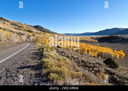 Mit Blick auf den Fish Lake 'Pando Clone', auch bekannt als Zitternähre, Fish Lake National Forest. Stockfoto