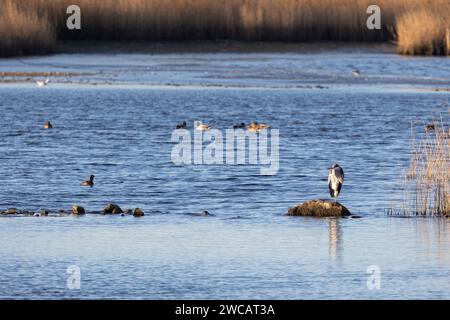 Ein Graureiher (Ardea cinerea) steht auf einem Felsen, in der frühen Morgensonne, umgeben von Wasser und Schilfbeeten. Yorkshire, Großbritannien im Winter Stockfoto