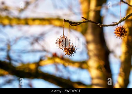 Trockene Stachelsamen von Liquidambar styraciflua. Amerikanischer Sweetgum-Baum Stockfoto