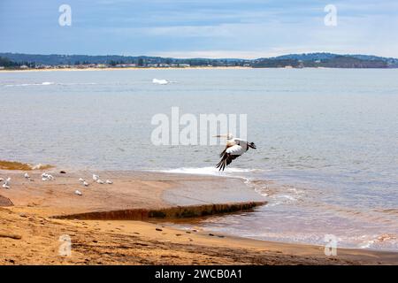 Pelican im Flug am Fisherman's Beach, Long Reef, Northern Beaches Area von Sydney, Australien. Australiens größter fliegender Vogel. Stockfoto