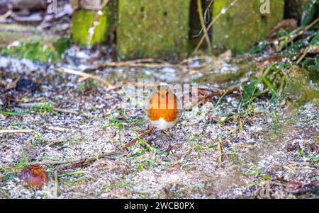 Dundee, Tayside, Schottland, Großbritannien. Januar 2024. Wetter in Großbritannien: Dundee erlebt Frost und helles Januarwetter mit Temperaturen um 1°C. An einem kalten Wintermorgen sucht Robin Redbreast nach Essen. Quelle: Dundee Photographics/Alamy Live News Stockfoto