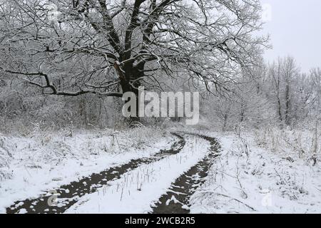 Landschaft mit Furchen Straße in der Nähe großer Eiche im Winterwald Stockfoto