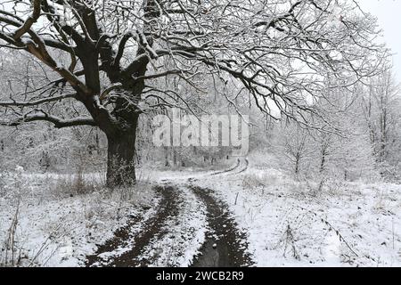 Große alte Eiche in der Nähe der dir-Straße im Winterwald. Nehmen Sie es in der Ukraine Stockfoto