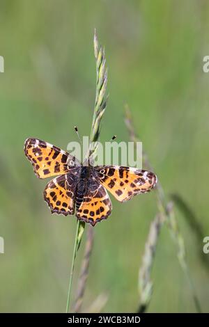 Landkärtchen, Landkärtchenfalter, Netzfalter oder Gitterfalter der Frühlingsgeneration - Araschnia Levana F. Levana Stockfoto