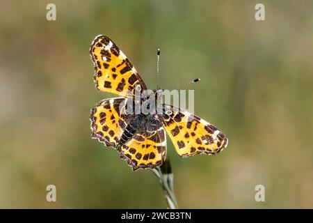 Landkärtchen, Landkärtchenfalter, Netzfalter oder Gitterfalter der Frühlingsgeneration - Araschnia Levana F. Levana Stockfoto