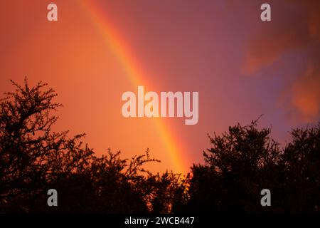 Ein farbiger Regenbogen am Himmel zwischen Bäumen mit Kopierraum Stockfoto