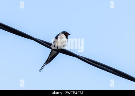 Eine Scheunenschwalbe (Hirundo rustica), die auf einem Draht gegen den blauen Himmel thront Stockfoto