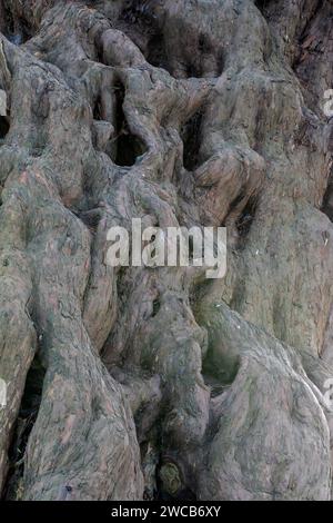 Alte Eibe in der St. Thomas' Church Bedhampton Stockfoto