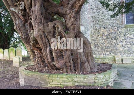 Alte Eibe in der St. Thomas' Church Bedhampton Stockfoto