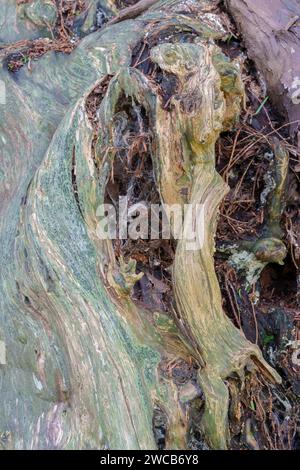 Alte Eibe in der St. Thomas' Church Bedhampton Stockfoto