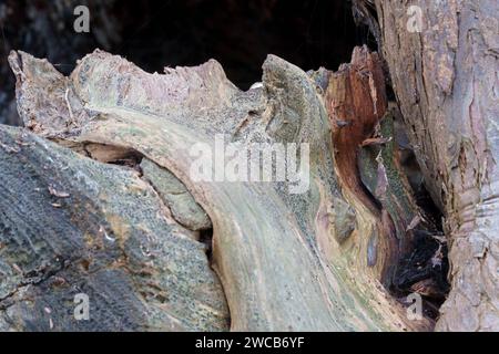 Alte Eibe in der St. Thomas' Church Bedhampton Stockfoto