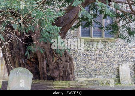 Alte Eibe in der St. Thomas' Church Bedhampton Stockfoto